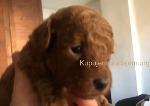 Prelepe crvene pudle na prodaju - 11/15