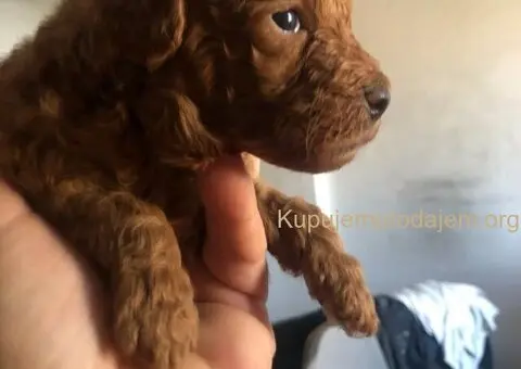 Prelepe crvene pudle na prodaju - 12/15