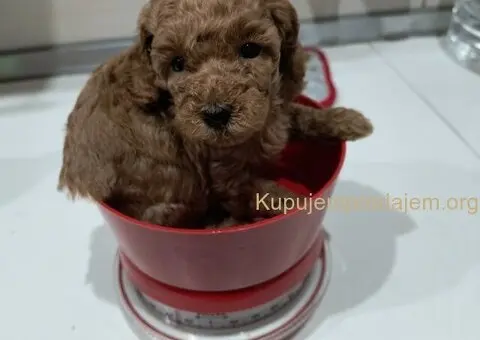 Prelepe crvene pudle na prodaju - 13/15