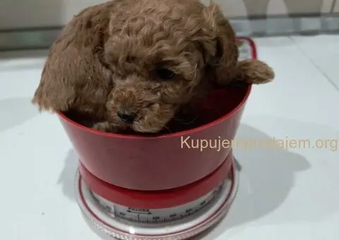 Prelepe crvene pudle na prodaju - 14/15