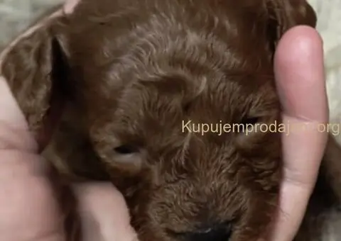 Prelepe crvene pudle na prodaju - 15/15