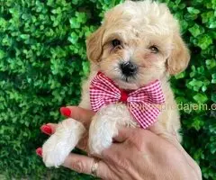 Maltipoo štenci