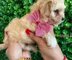 Maltipoo štenci
