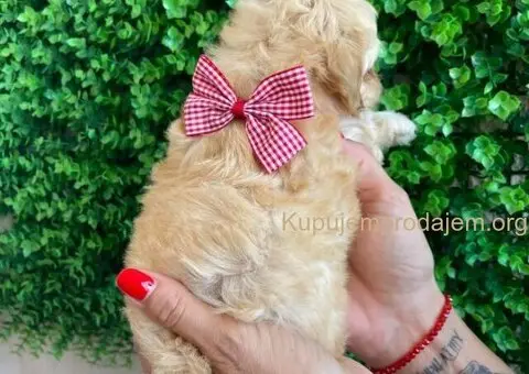 Maltipoo štenci - 4/10