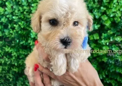 Maltipoo štenci - 5/10