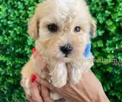 Maltipoo štenci