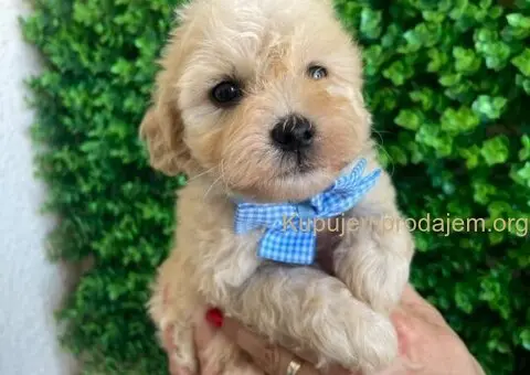 Maltipoo štenci - 6/10
