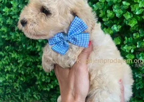 Maltipoo štenci - 7/10