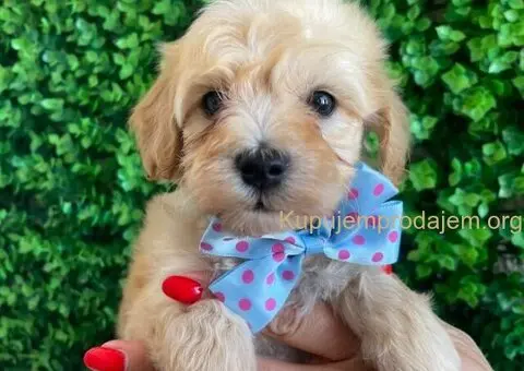 Maltipoo štenci - 9/10