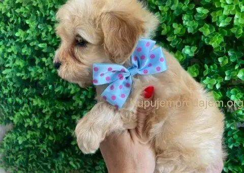 Maltipoo štenci - 10/10