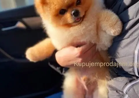 Najlepsi Pomeranci Boo - 2/9