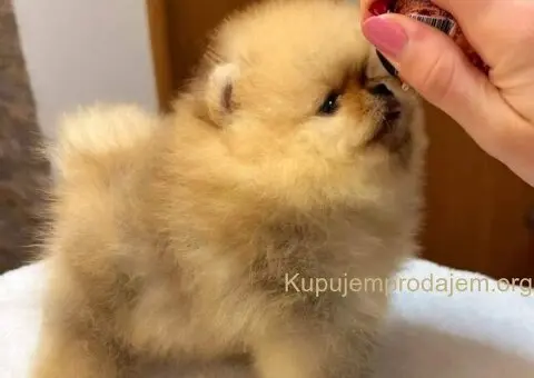 Najlepsi Pomeranci Boo - 3/9