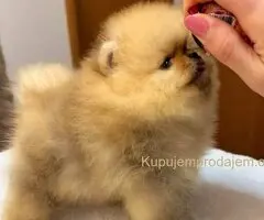 Najlepsi Pomeranci Boo