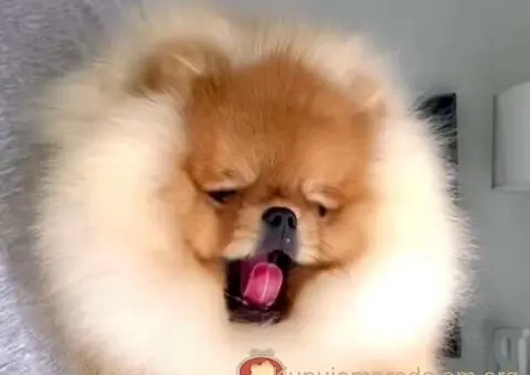 Najlepsi Pomeranci Boo - 4/9