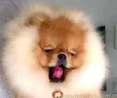 Najlepsi Pomeranci Boo