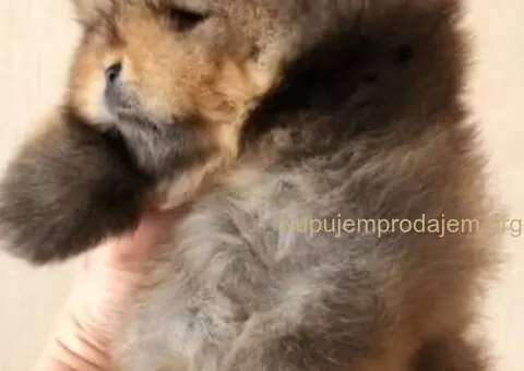 Najlepsi Pomeranci Boo - 5/9