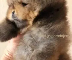 Najlepsi Pomeranci Boo