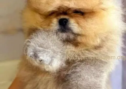 Najlepsi Pomeranci Boo - 6/9