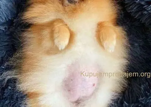 Najlepsi Pomeranci Boo - 7/9