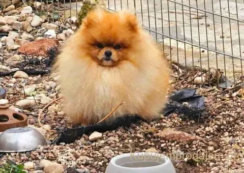 Najlepsi Pomeranci Boo - 8/9