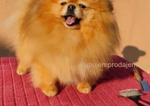 Najlepsi Pomeranci Boo - 9/9