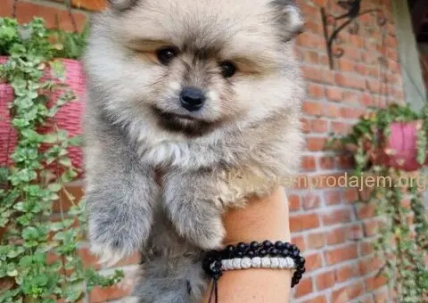 Bebe BOO spremni za preuzimanje - 1/4