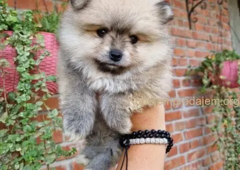 Bebe BOO spremni za preuzimanje - 2/4