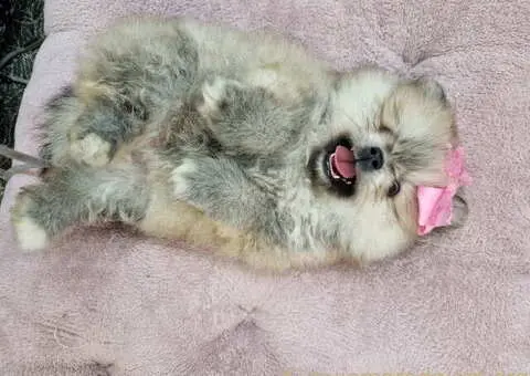 Bebe BOO spremni za preuzimanje - 3/4