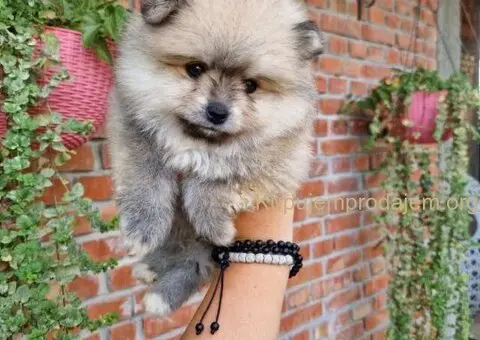 Bebe BOO spremni za preuzimanje - 4/4