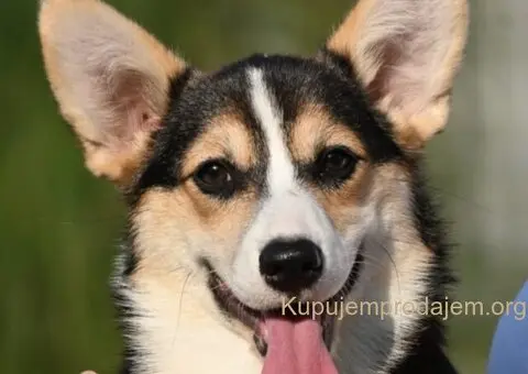 Velski korgi Welsh Corgi Pembroke - 1/8