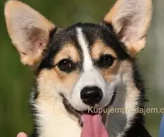 Velski korgi Welsh Corgi Pembroke