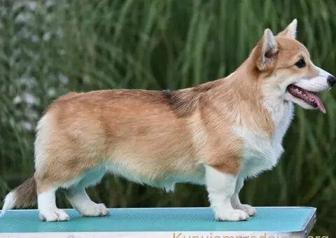 Velski korgi Welsh Corgi Pembroke - 4/8