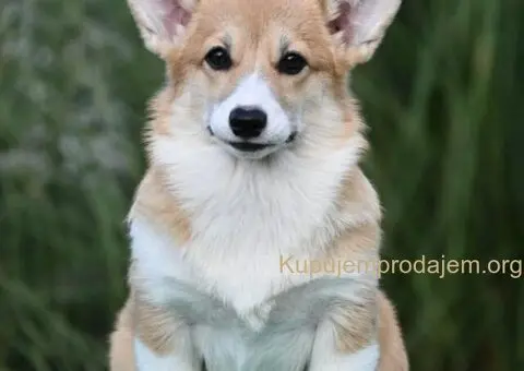 Velski korgi Welsh Corgi Pembroke - 5/8