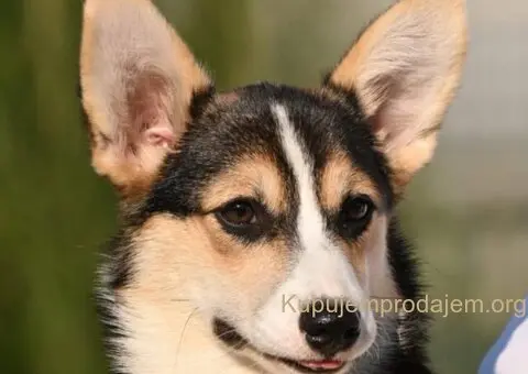 Velski korgi Welsh Corgi Pembroke - 6/8