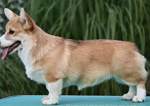 Velski korgi Welsh Corgi Pembroke - 7/8