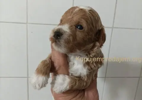 Maltipoo štenci - 1/15