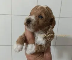 Maltipoo štenci