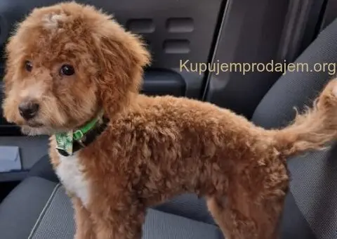 Maltipoo štenci - 6/15