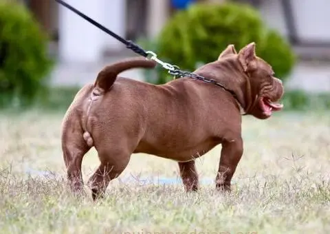 Microbully štenci - 1/6