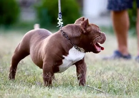 Microbully štenci - 2/6