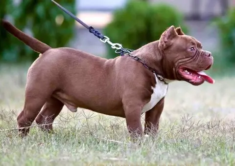 Microbully štenci - 3/6