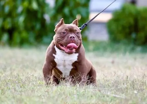 Microbully štenci - 4/6