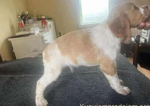 EPANJEL BRETON stenci na prodaju - 1/8