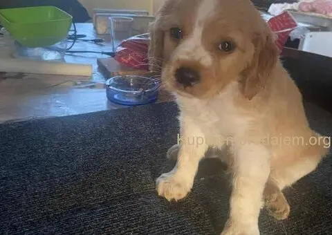 EPANJEL BRETON stenci na prodaju - 2/8