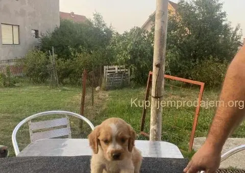 EPANJEL BRETON stenci na prodaju - 3/8