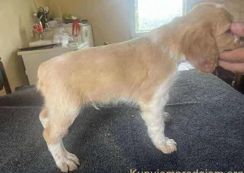 EPANJEL BRETON stenci na prodaju - 4/8