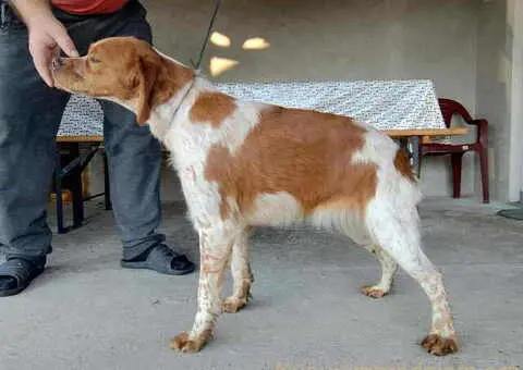 EPANJEL BRETON stenci na prodaju - 5/8