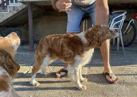 EPANJEL BRETON stenci na prodaju - 7/8