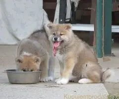 Prodajemo stence japanskih Akita