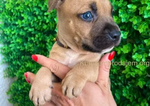 Pit Bul Terijer štenci - 10/10